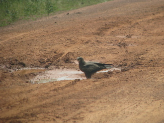 01 Rapace S Abreuvant Sur La Piste